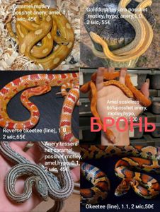 Маїсовий(маїсовий) полоз, малюки 2025 року, маїсовий полоз, маисовый полоз, маисик