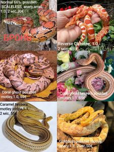 Маїсовий(маїсовий) полоз, малюки 2025 року, маїсовий полоз, маисовый полоз, маисик