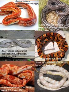 Маїсовий(маїсовий) полоз, малюки 2025 року, маїсовий полоз, маисовый полоз, маисик