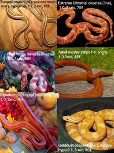 Маїсовий(маїсовий) полоз, малюки 2025 року, маїсовий полоз, маисовый полоз, маисик