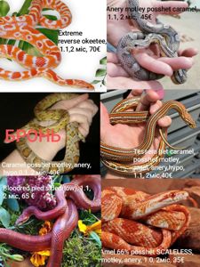 Маїсовий(маїсовий) полоз, малюки 2025 року, маїсовий полоз, маисовый полоз, маисик