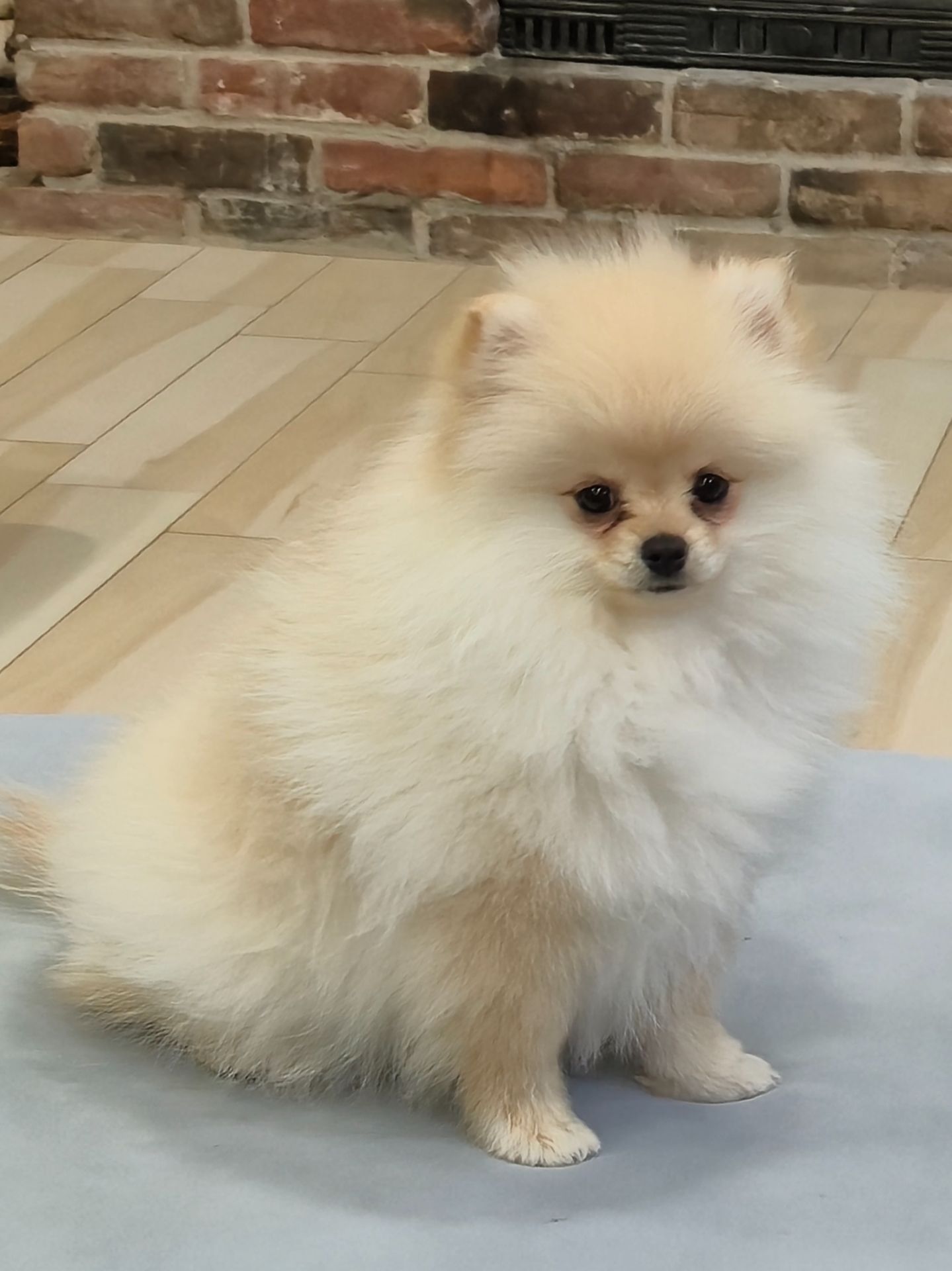 Померанський шпіц