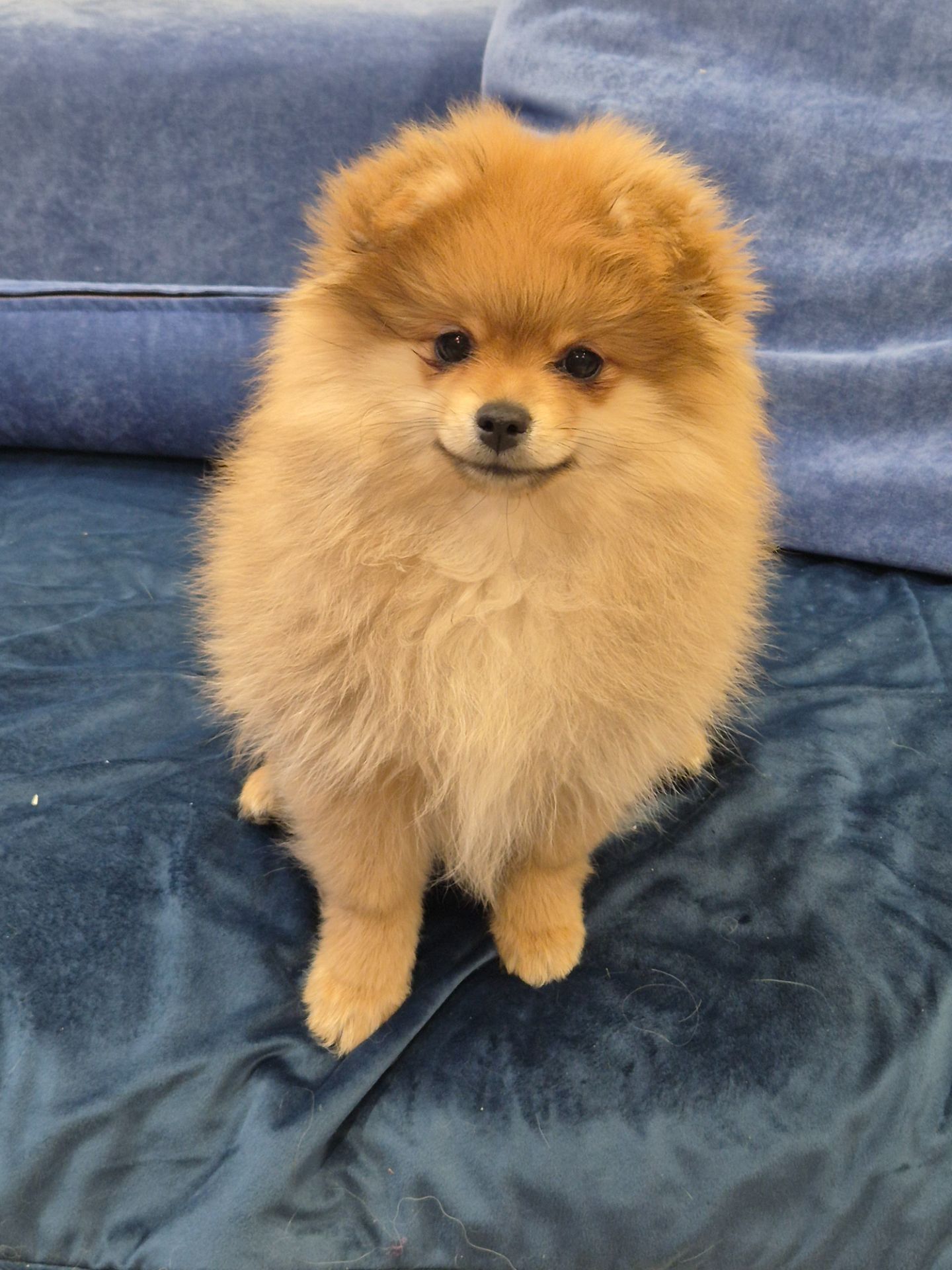 Померанський шпіц