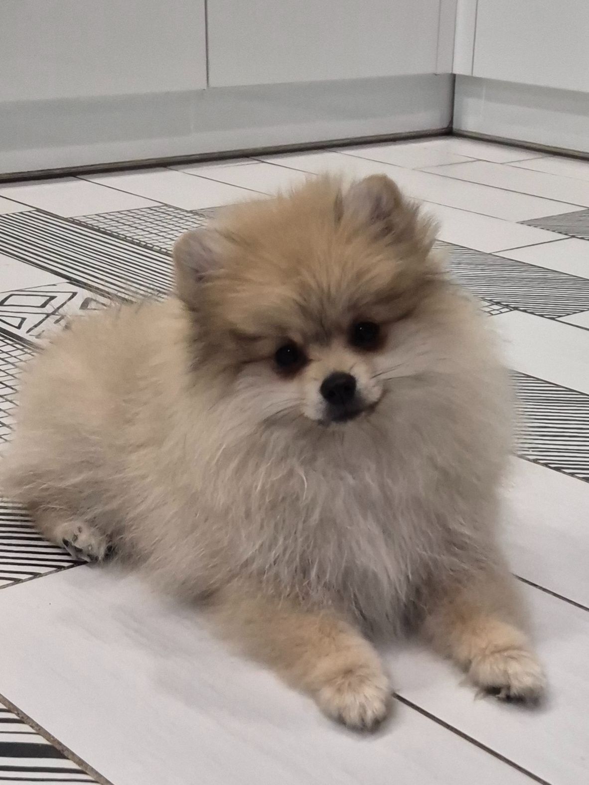 Померанський шпіц