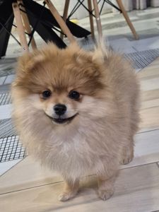 Померанський шпіц