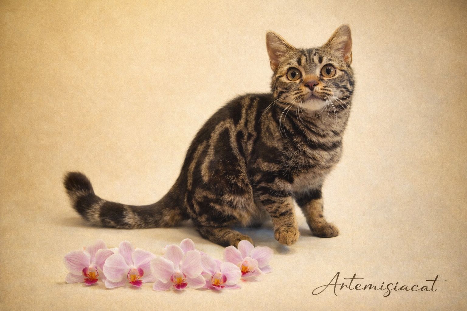 Американська короткошерста дівчинка Яна.