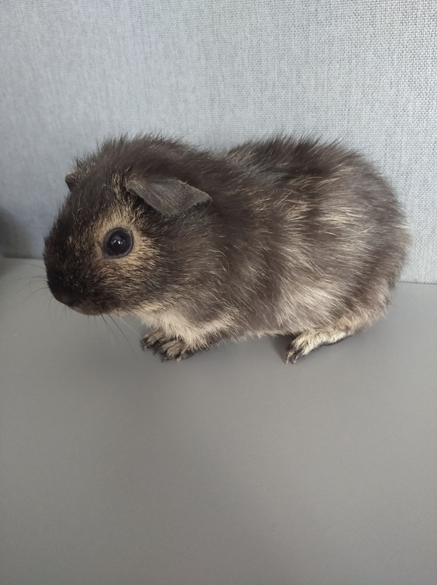 Морська свинка хлопчик