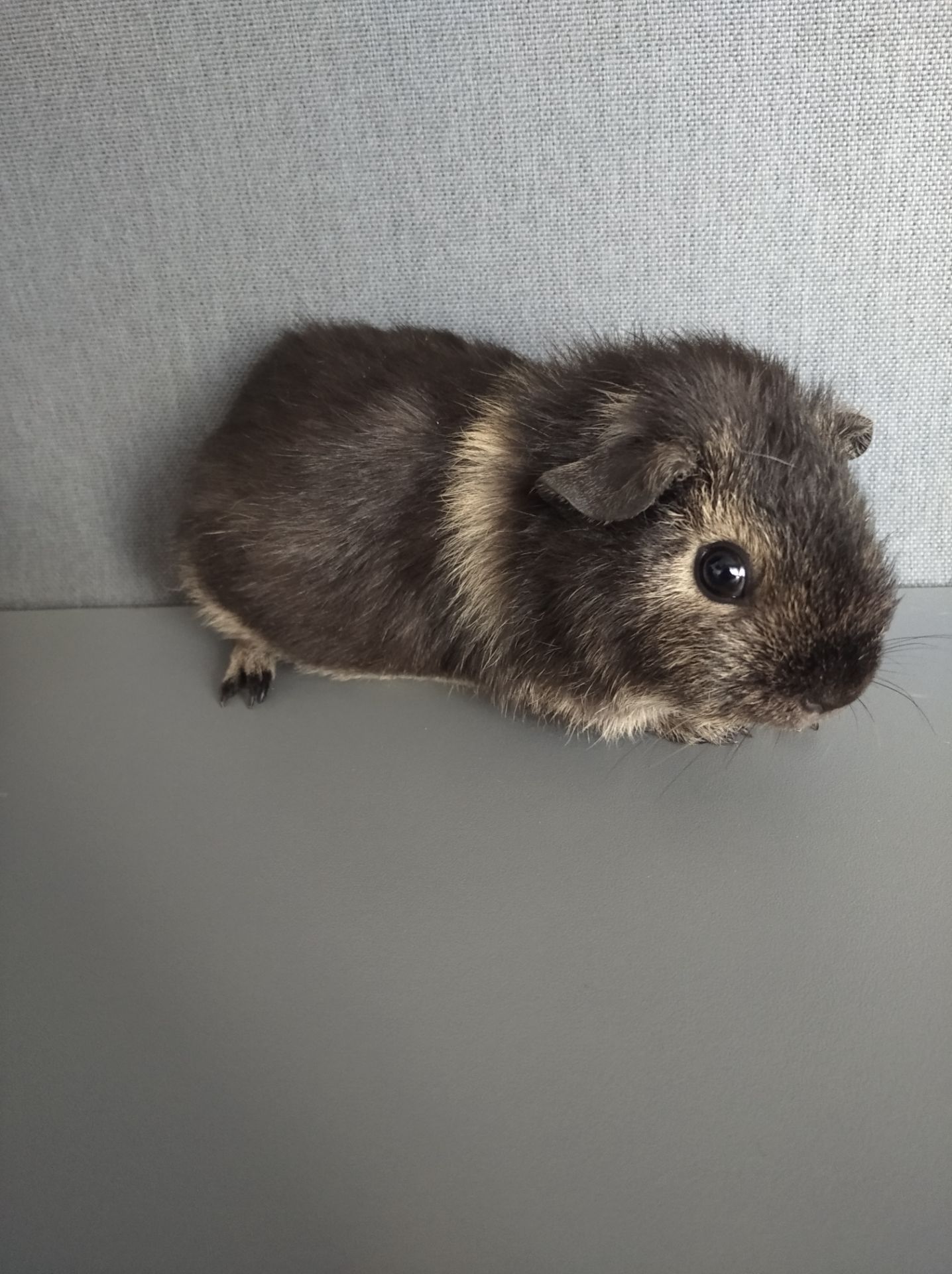 Морська свинка хлопчик