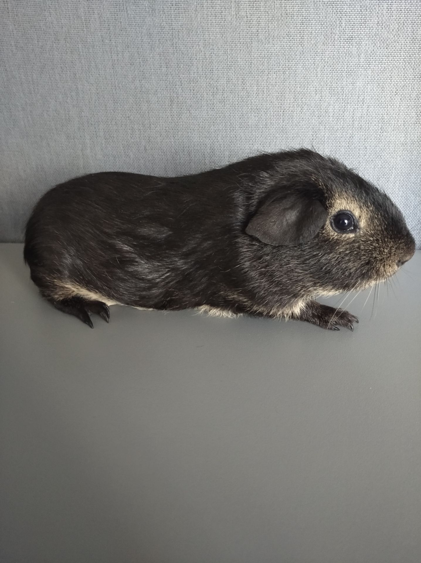 Морська свинка хлопчик