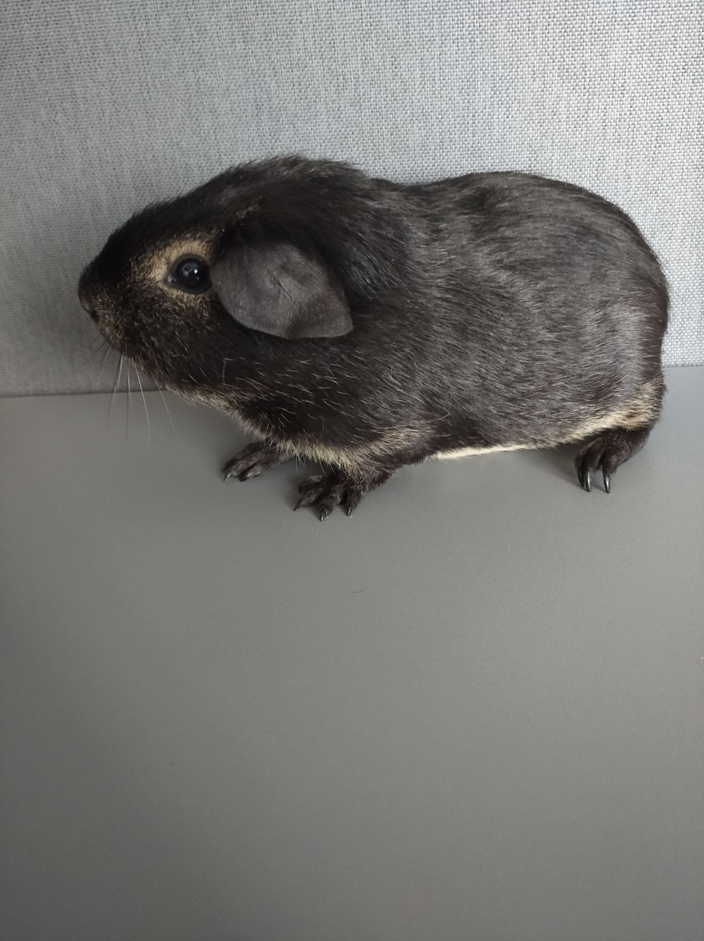 Морська свинка хлопчик