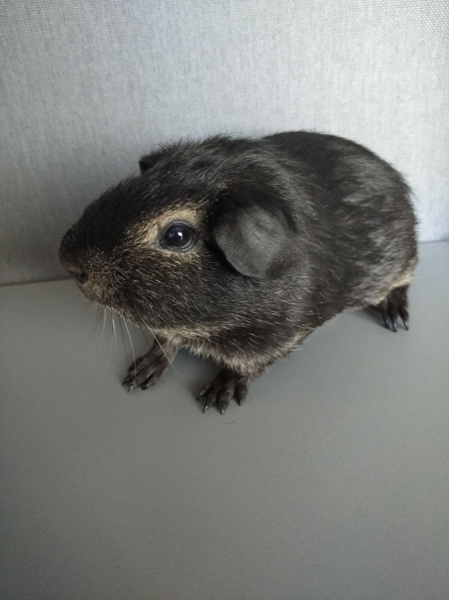 Морська свинка хлопчик