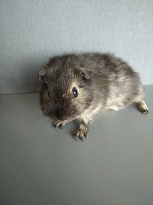 Морська свинка хлопчик