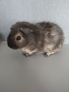 Морська свинка хлопчик