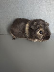 Морська свинка хлопчик