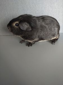 Морська свинка хлопчик