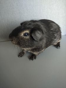 Морська свинка хлопчик