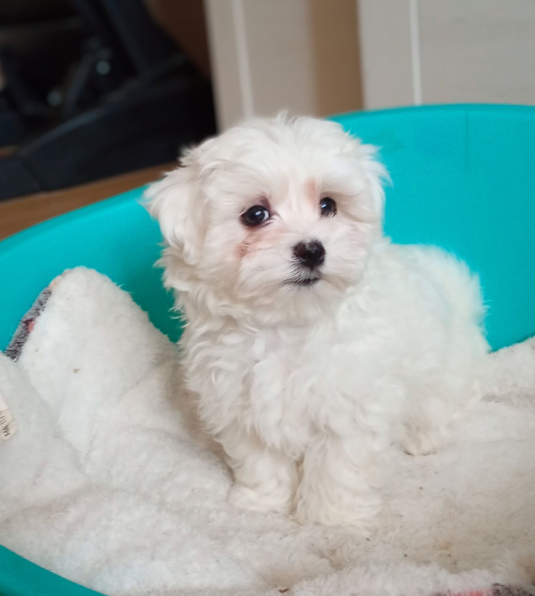 Мальтійська болонка хлопчик в Києві