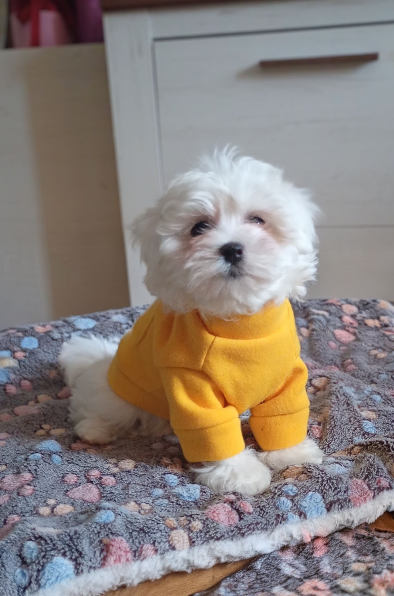 Мальтійська болонка хлопчик в Києві