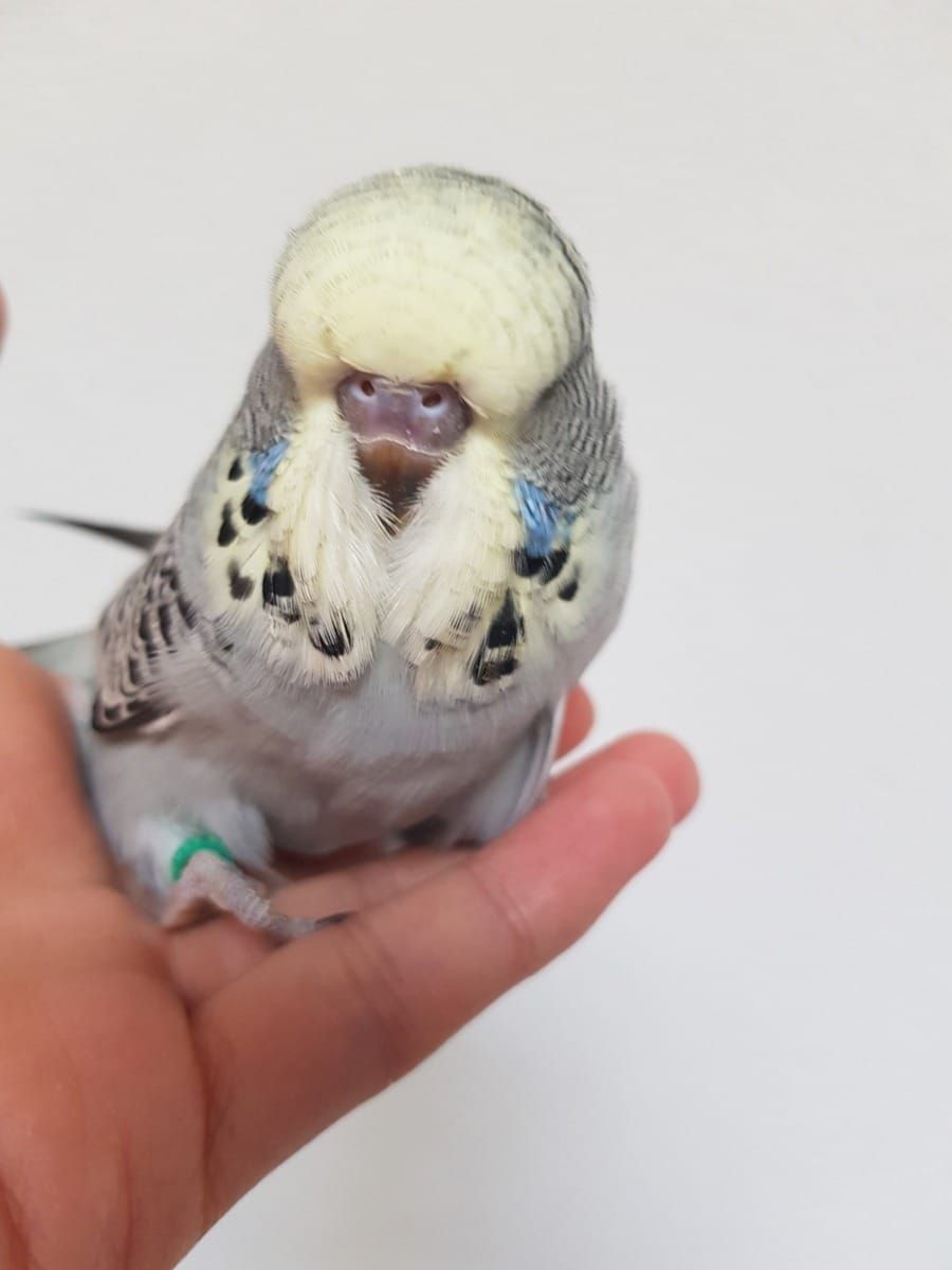 Выставочные волнистые попугаи чехи