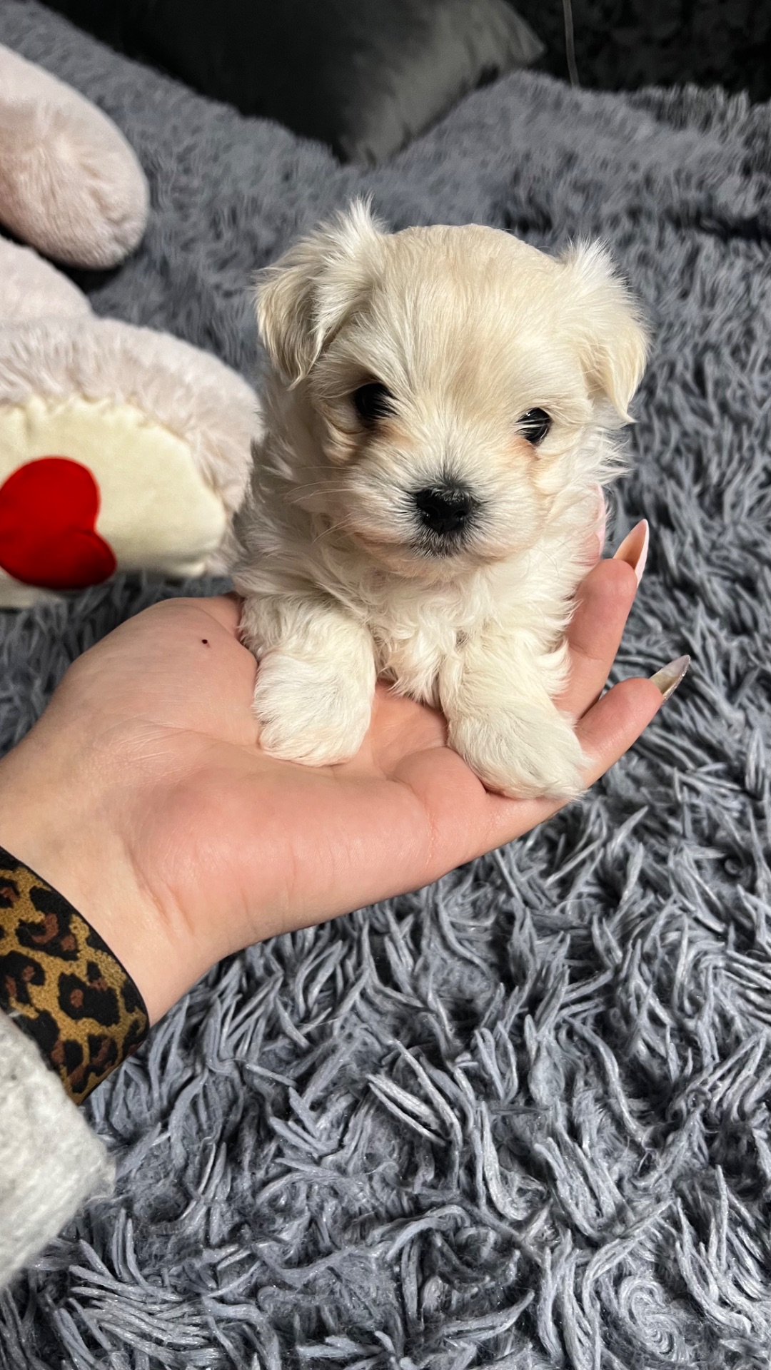 Цуценя мальтійська болонка (мальтезе)