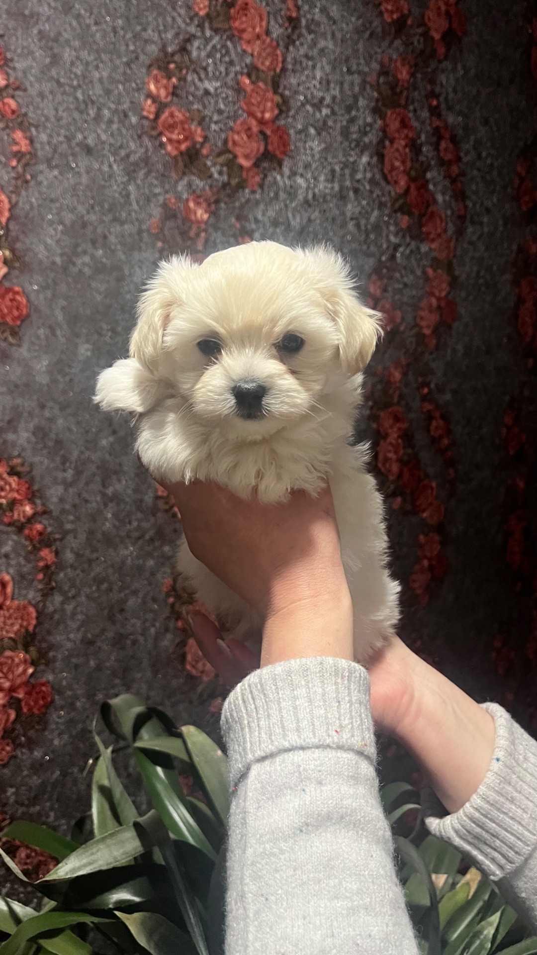 Цуценя мальтійська болонка (мальтезе)