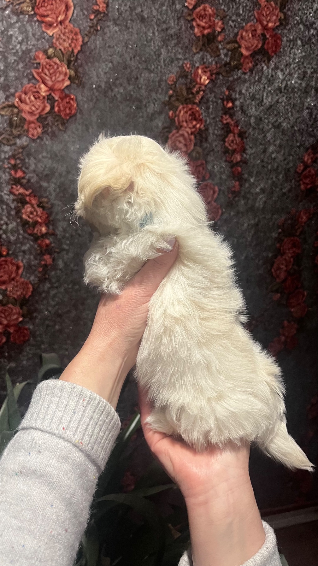 Цуценя мальтійська болонка (мальтезе)