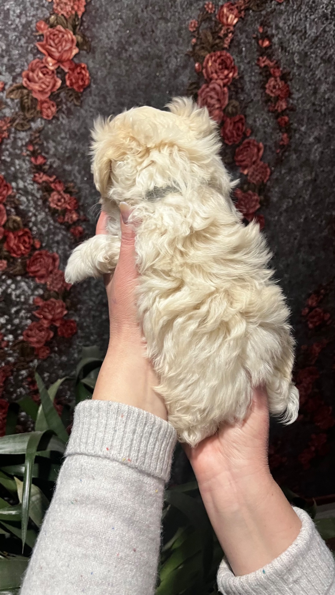 Цуценя мальтійська болонка (мальтезе)