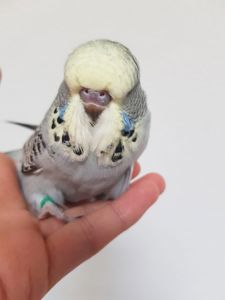 Выставочные волнистые попугаи чехи