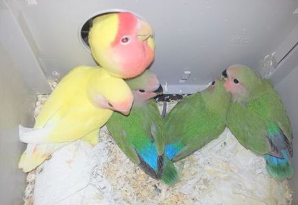 Попугай Неразлучники малышня и клетки