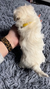 Цуценя мальтійська болонка (мальтезе)