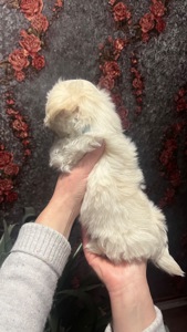 Цуценя мальтійська болонка (мальтезе)