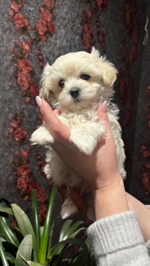 Цуценя мальтійська болонка (мальтезе)