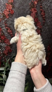 Цуценя мальтійська болонка (мальтезе)