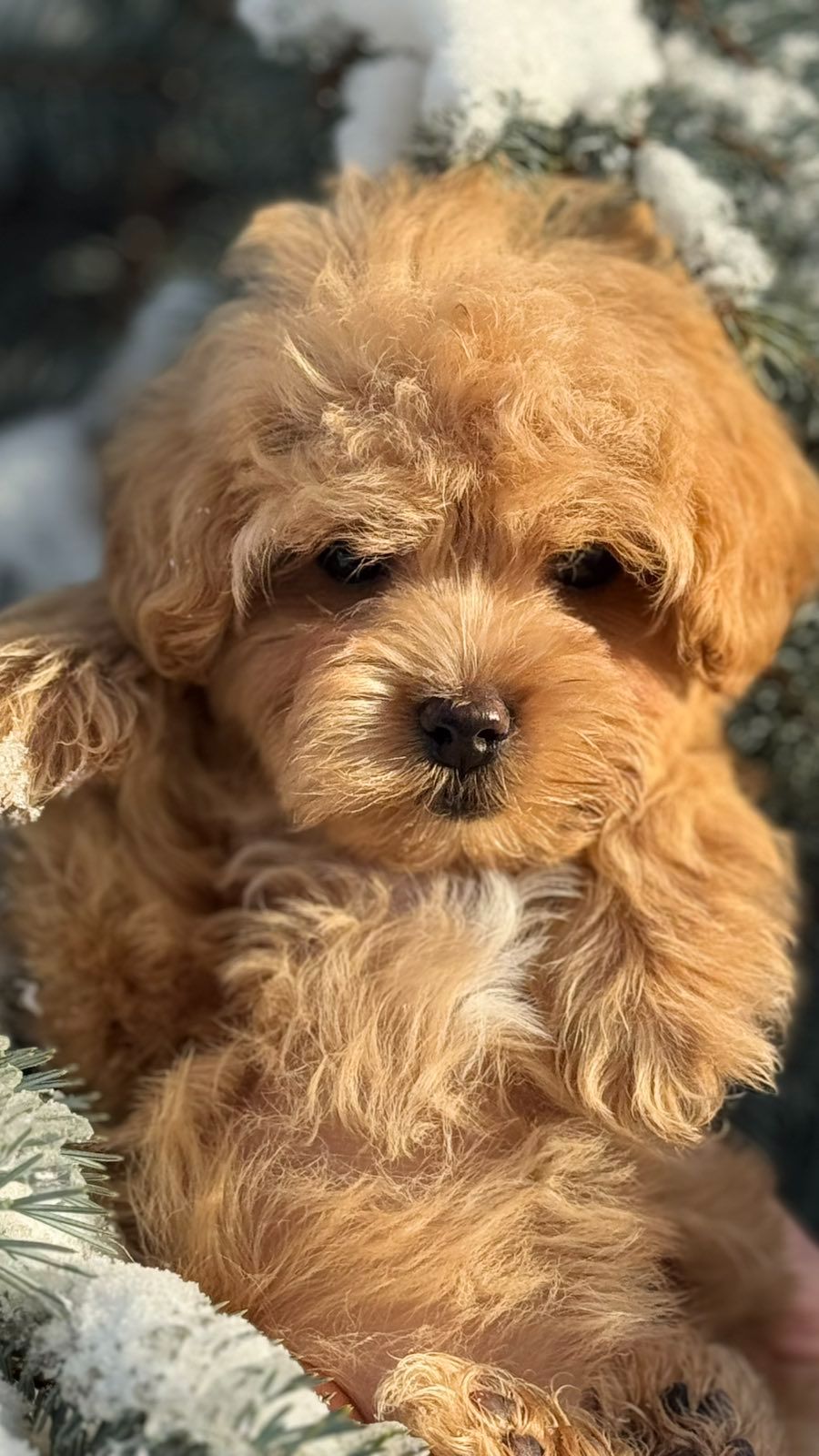 Дівчинка мальтипу ф1