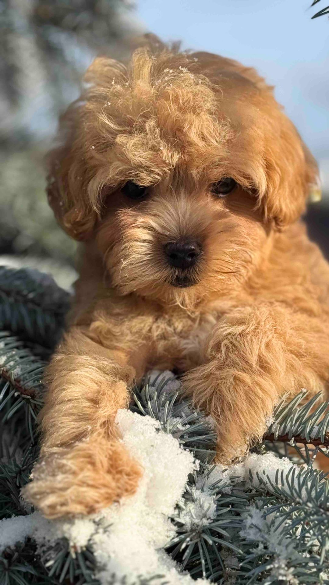 Дівчинка мальтипу ф1