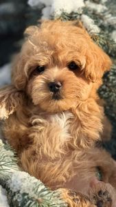 Дівчинка мальтипу ф1