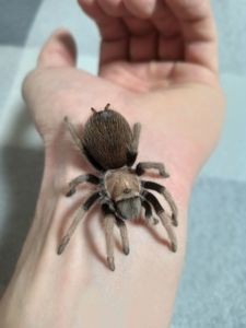Aphonopelma Chalcodes