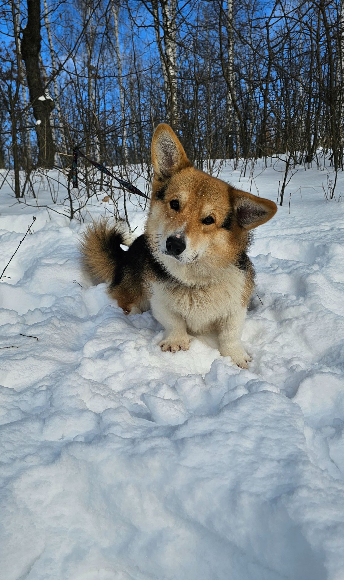 Кобель вельш корги пемброк