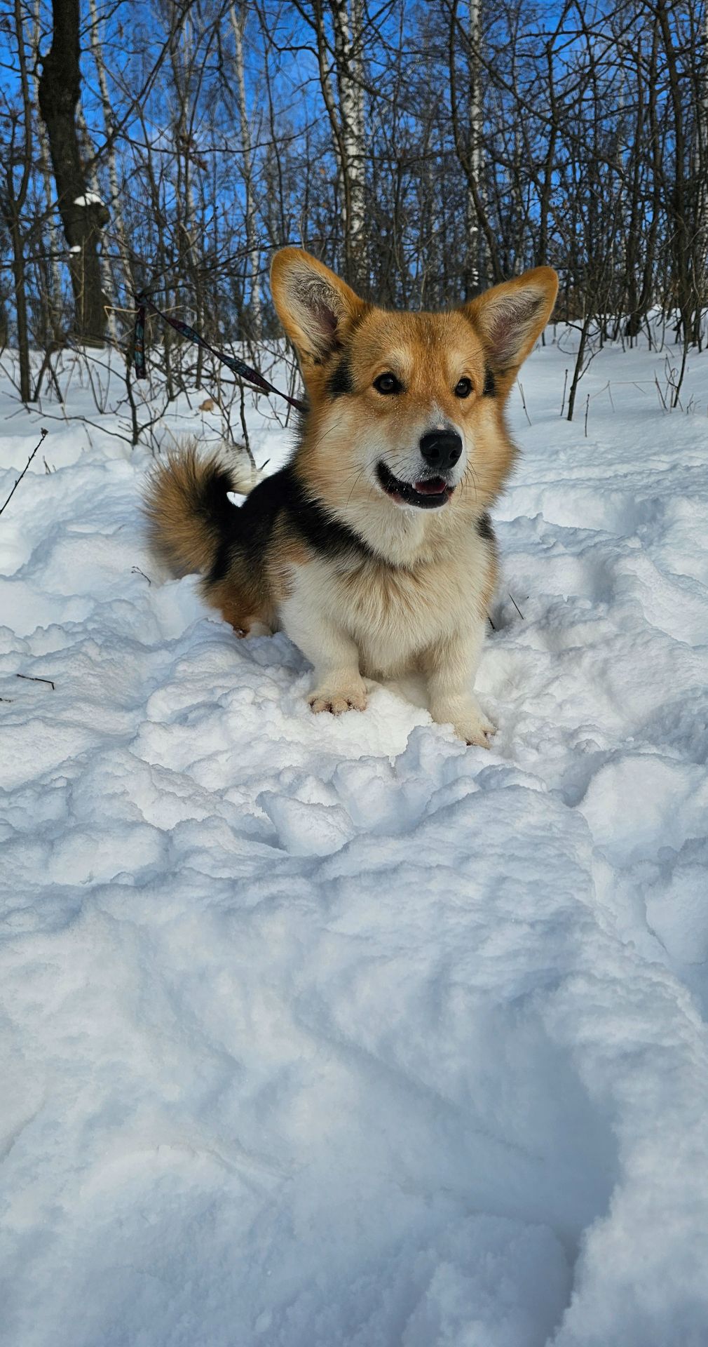 Кобель вельш корги пемброк