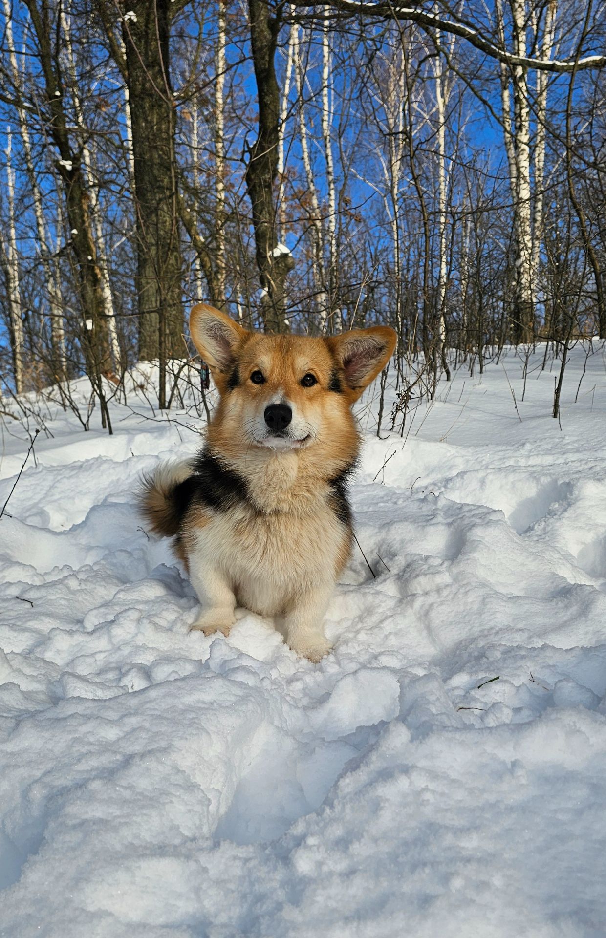 Кобель вельш корги пемброк