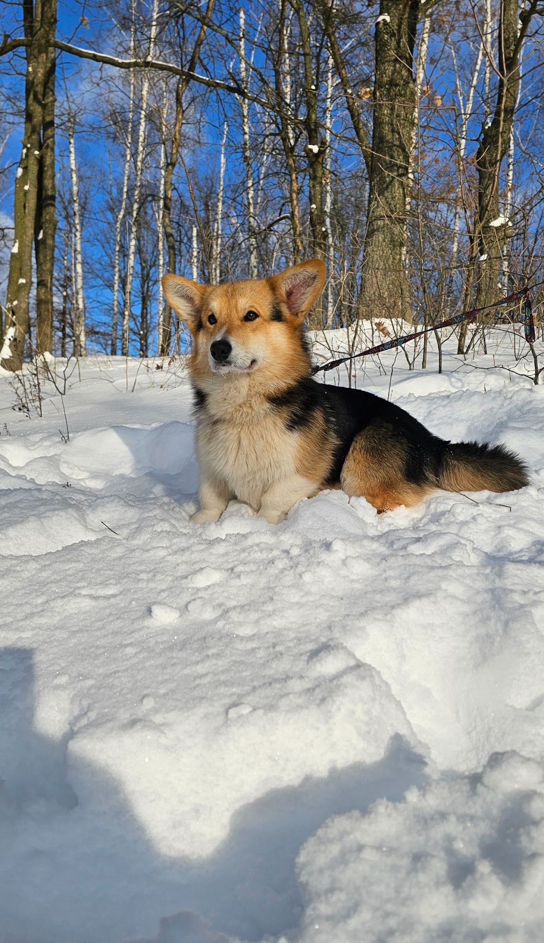 Кобель вельш корги пемброк