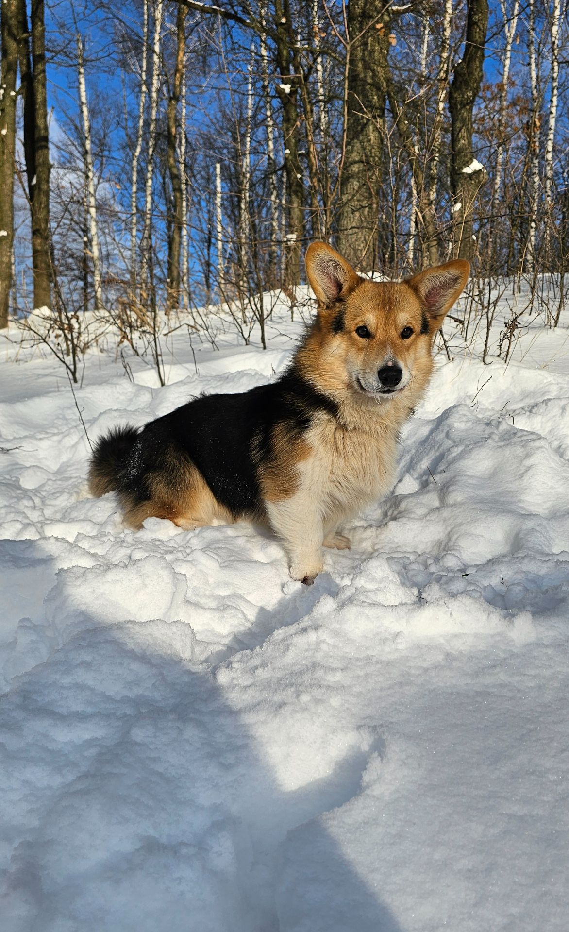 Кобель вельш корги пемброк