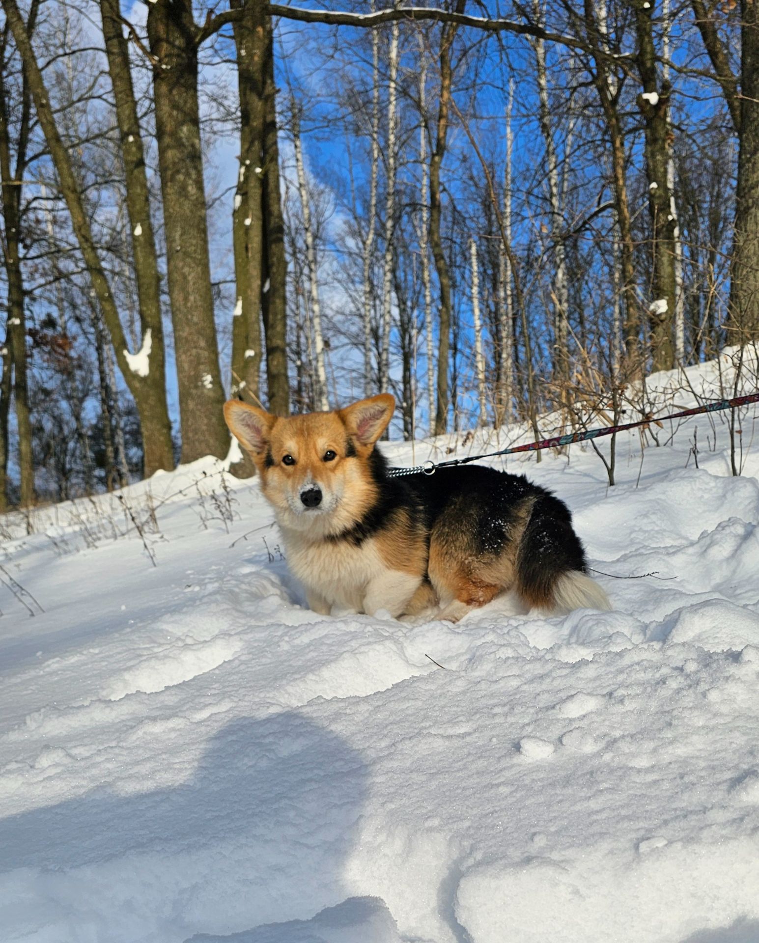 Кобель вельш корги пемброк