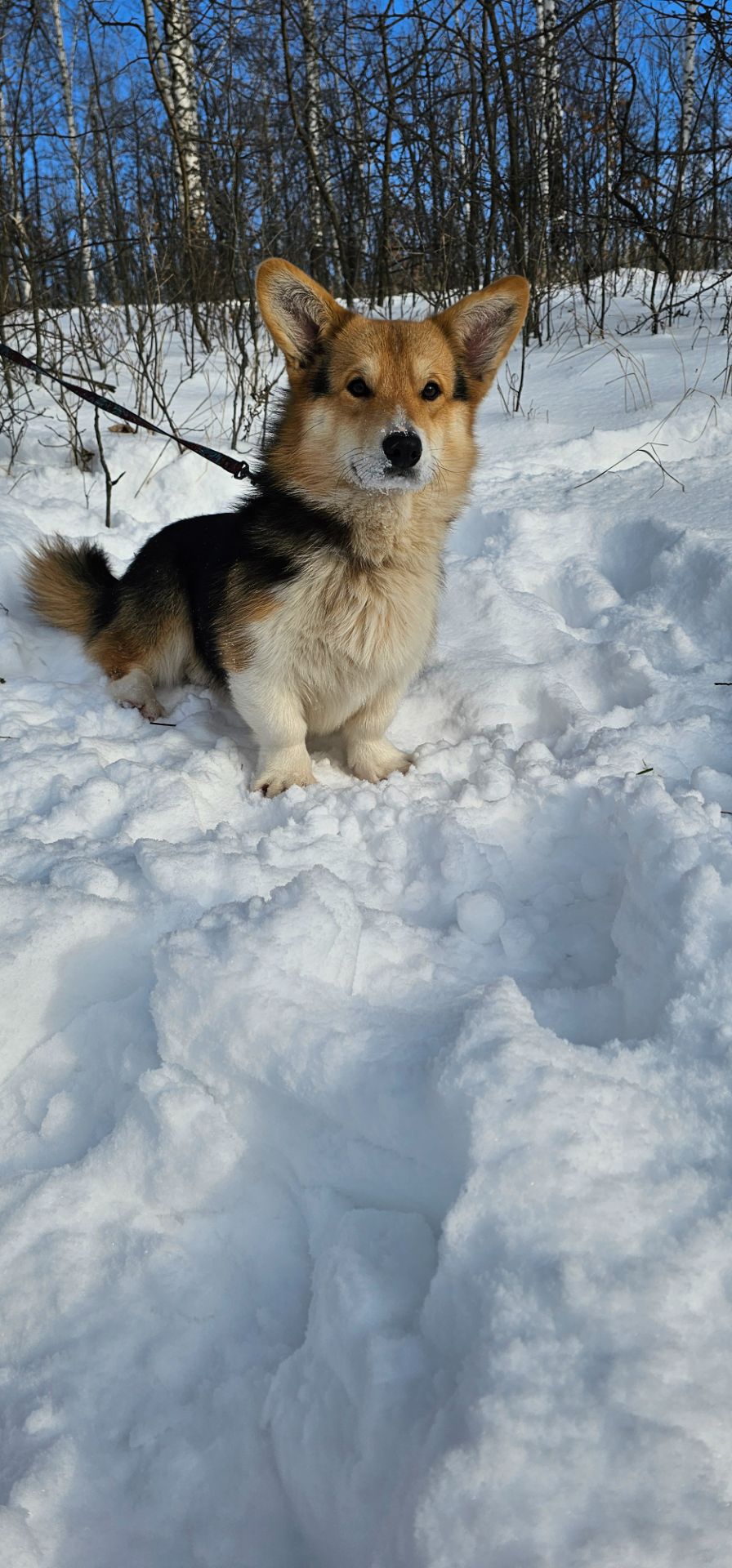 Кобель вельш корги пемброк