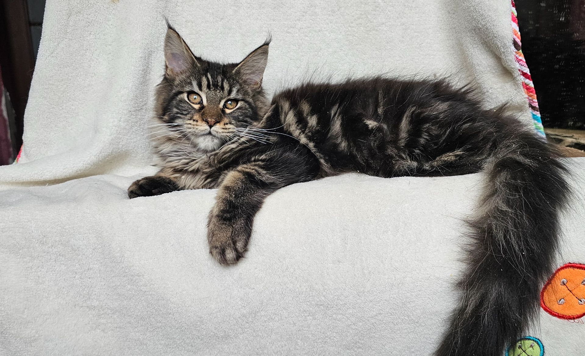 Девочка лесного/дикого окраса мейн кун