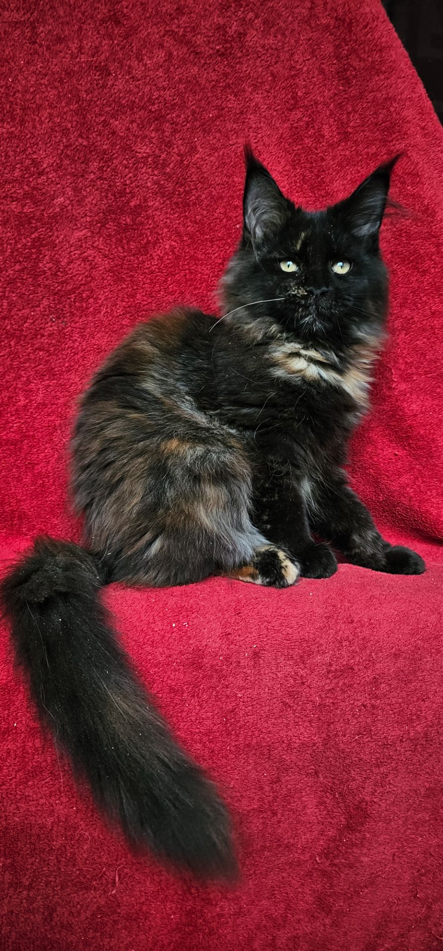 Крутая девочка мейн кун