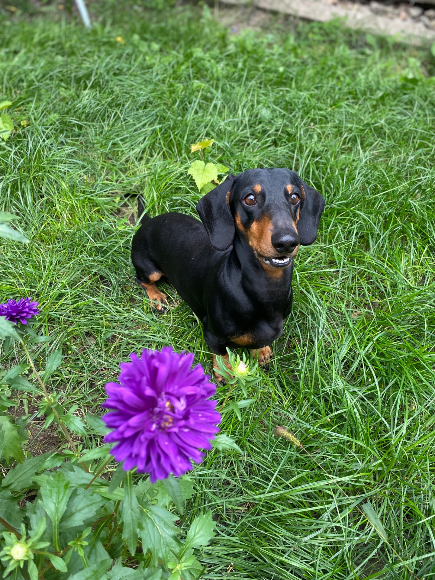 Такса самець на вʼязку