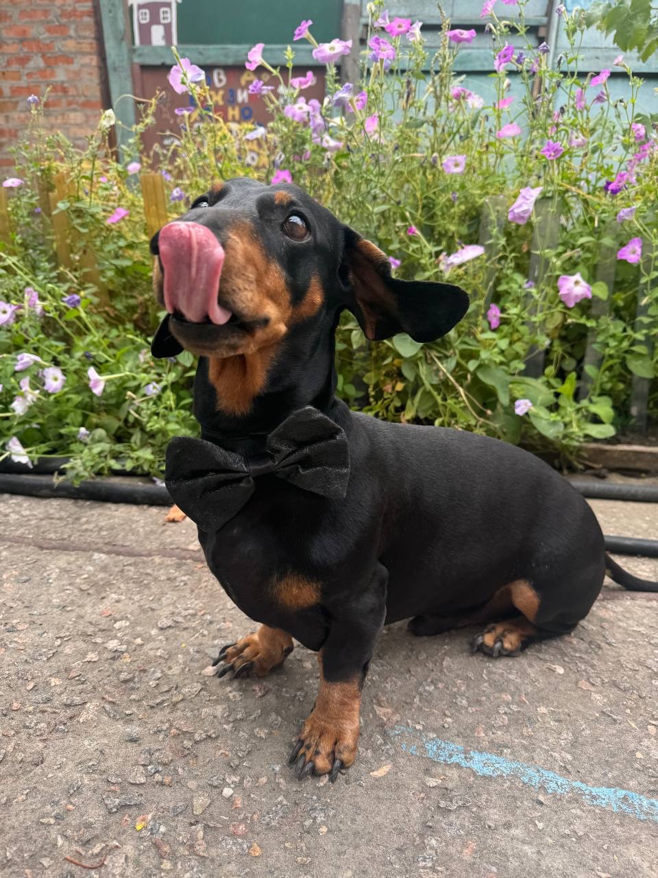 Такса самець на вʼязку