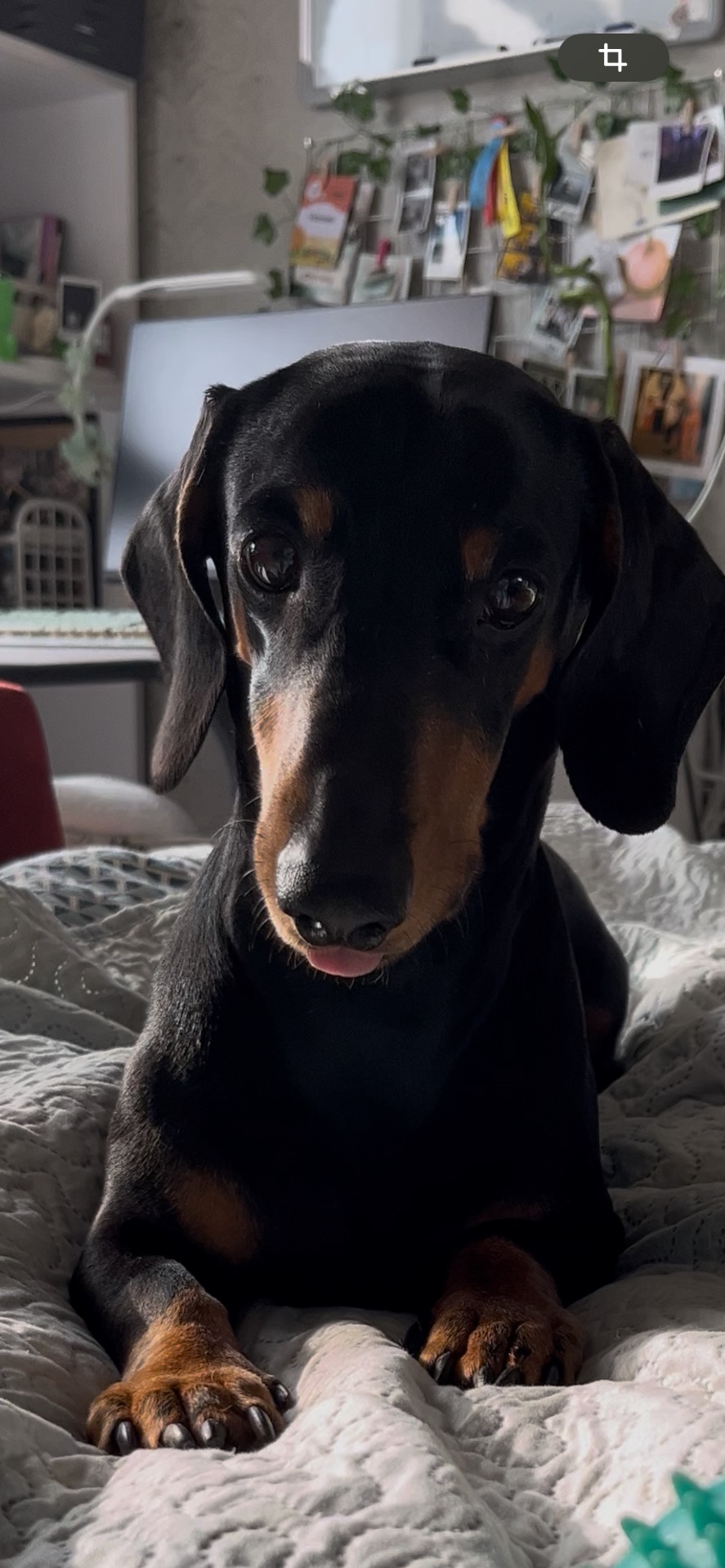 Такса самець на вʼязку