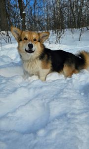 Кобель вельш корги пемброк